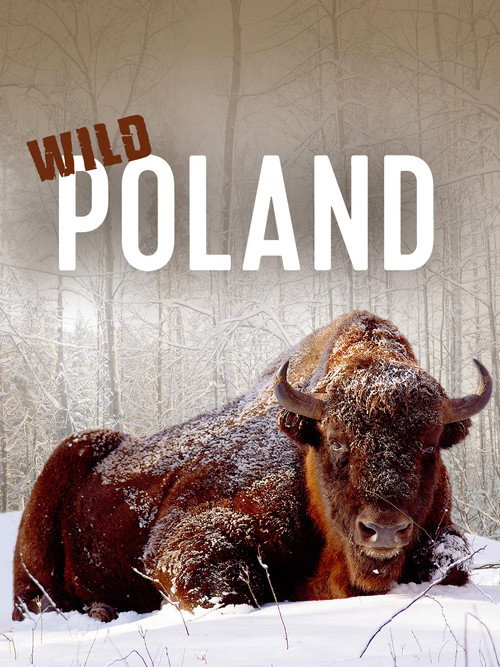 Póster de Wild Poland