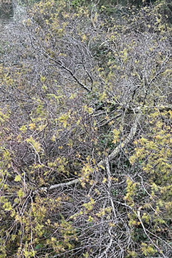 Póster de Place d'or