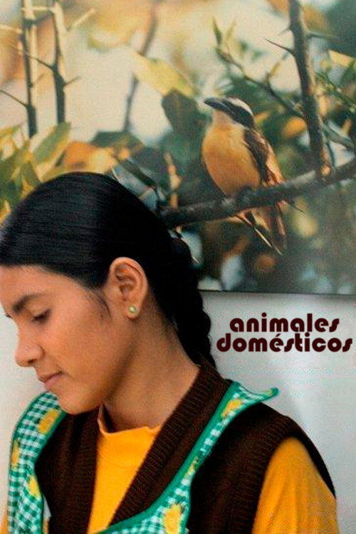 Póster de Animales Domésticos