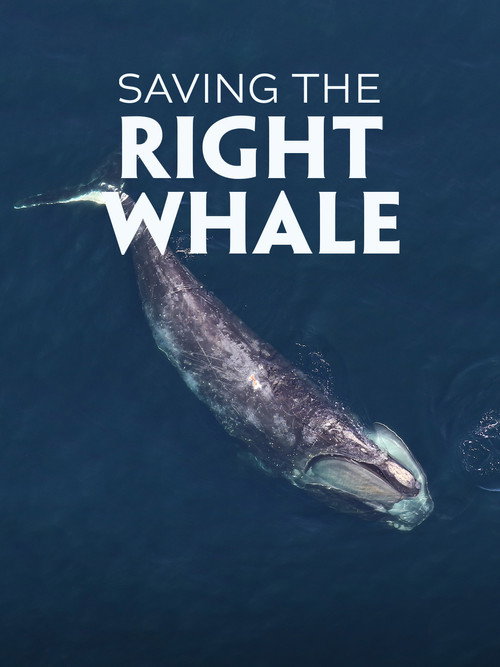 Póster de Saving the Right Whale