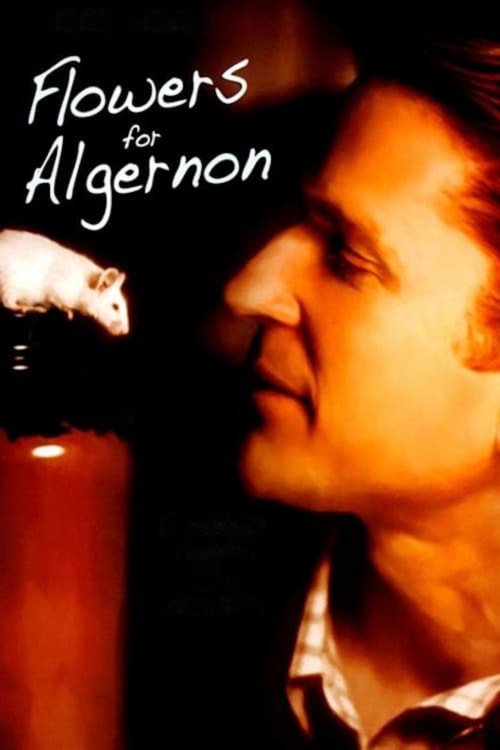 Póster de Flowers for Algernon