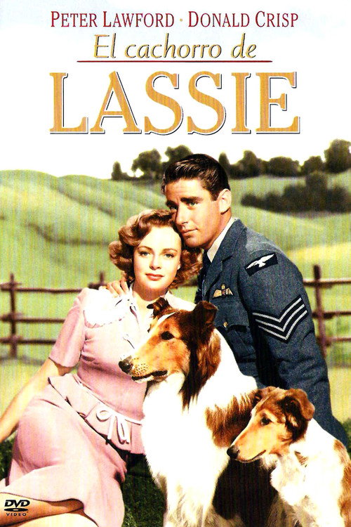Póster de El hijo de Lassie