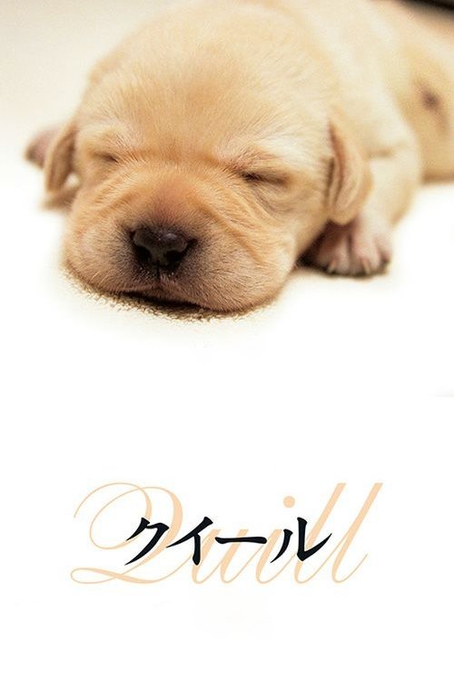 Póster de クイール
