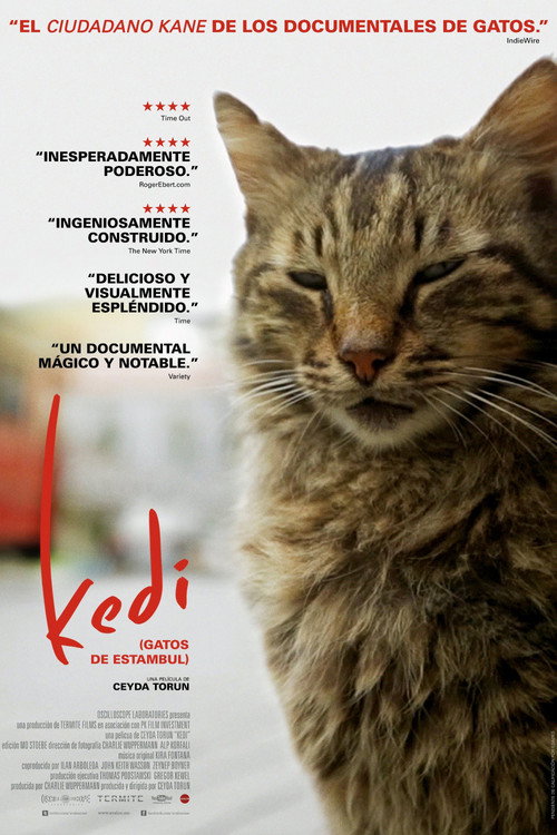 Póster de Kedi (Gatos de Estambul)