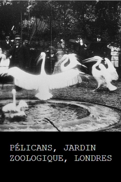 Póster de Pélicans