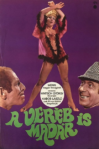 Póster de A veréb is madár