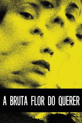 Póster de A Bruta Flor do Querer