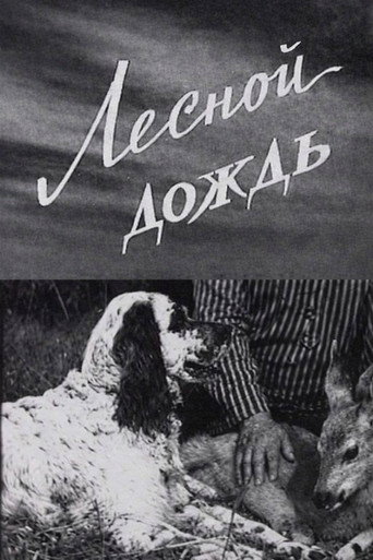 Póster de Лесной дождь