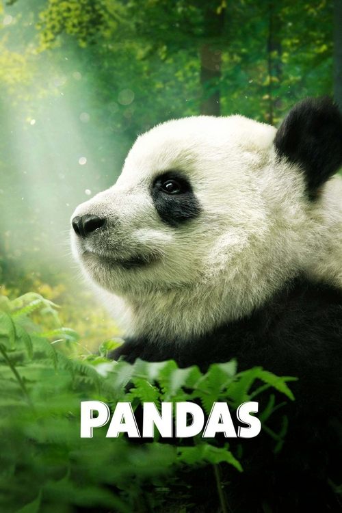 Póster de Pandas: El camino a casa