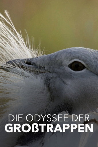 Póster de Die Odyssee der Großtrappen - Das Comeback der Riesenvögel