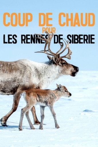Póster de Coup de chaud pour les rennes de Sibérie