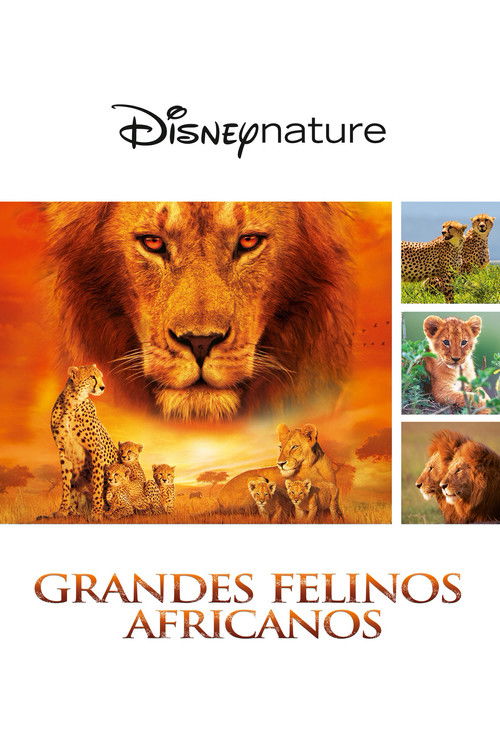 Póster de Felinos de África