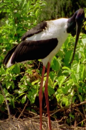 Póster de Wild Kakadu