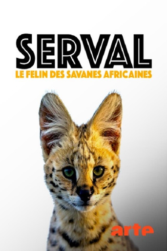 Póster de Servale - Afrikas unbekannte Katzen