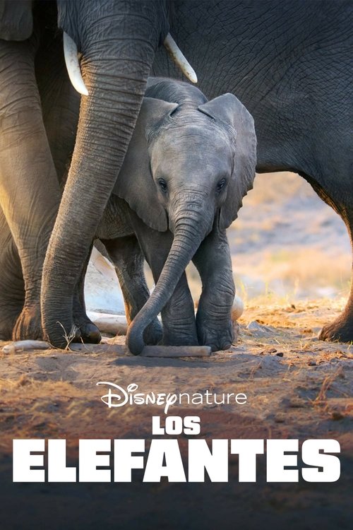Póster de Elefante