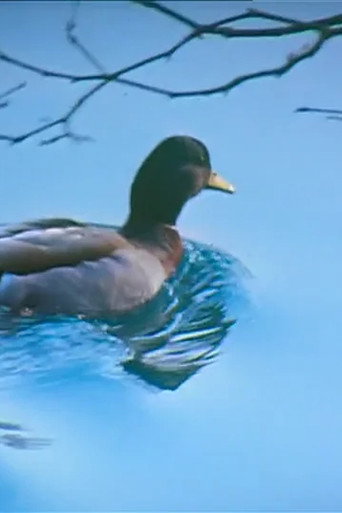 Póster de Canards