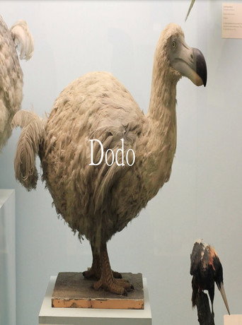 Póster de Dodo