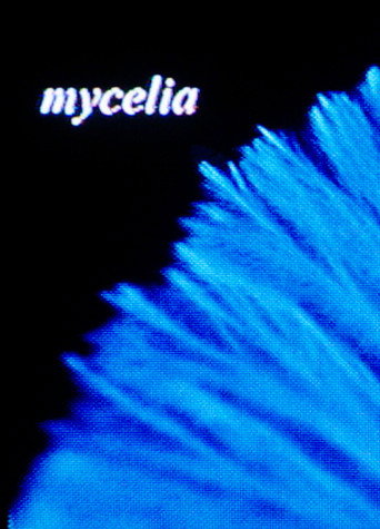 Póster de mycelia