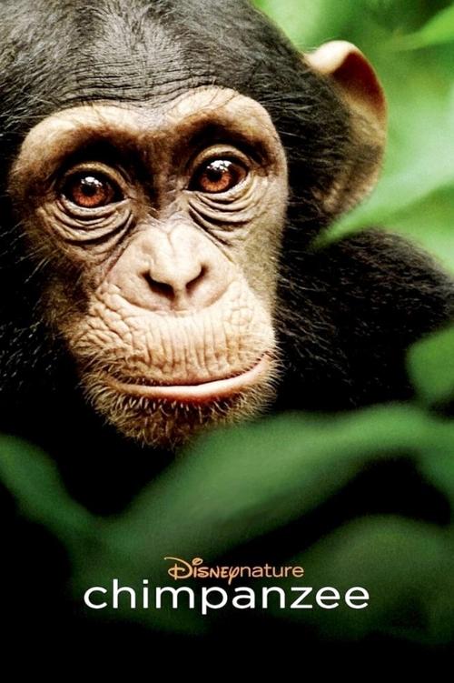 Póster de Chimpancés