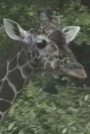 Póster de Luis Bunuel Die Flecken der Giraffe