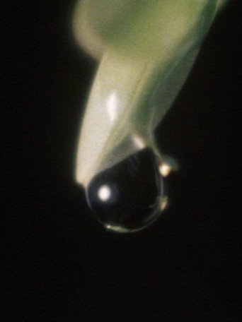 Póster de Raindrop