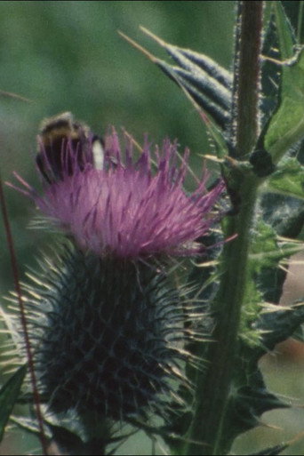 Póster de Thistledown