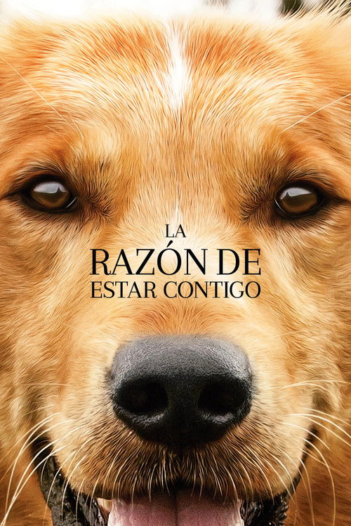 Póster de La razón de estar contigo