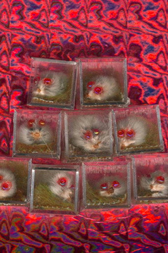 Póster de Pink Eyed Pet