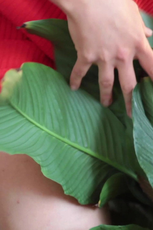 Póster de WET STREAMING III - fuck my ficus