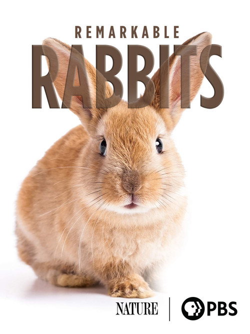 Póster de Remarkable Rabbits