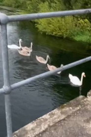 Geese