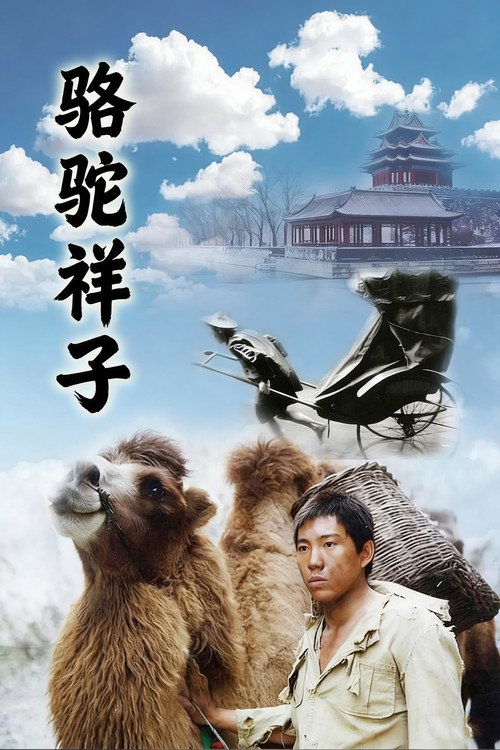 Póster de 骆驼祥子