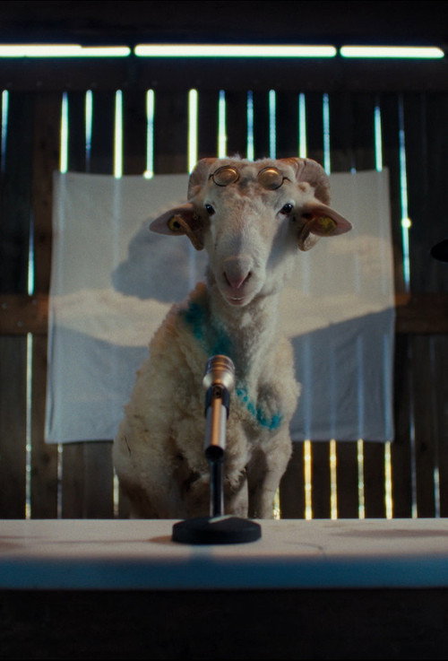 Póster de Sheep