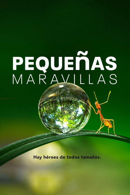 Póster de Pequeñas maravillas