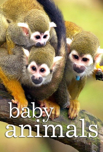 Póster de Animales bebé